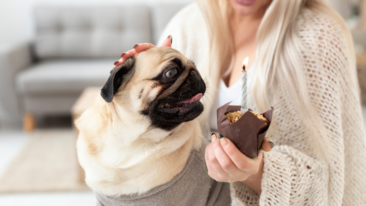 O chocolate é considerado altamente tóxico para o organismo dos cães