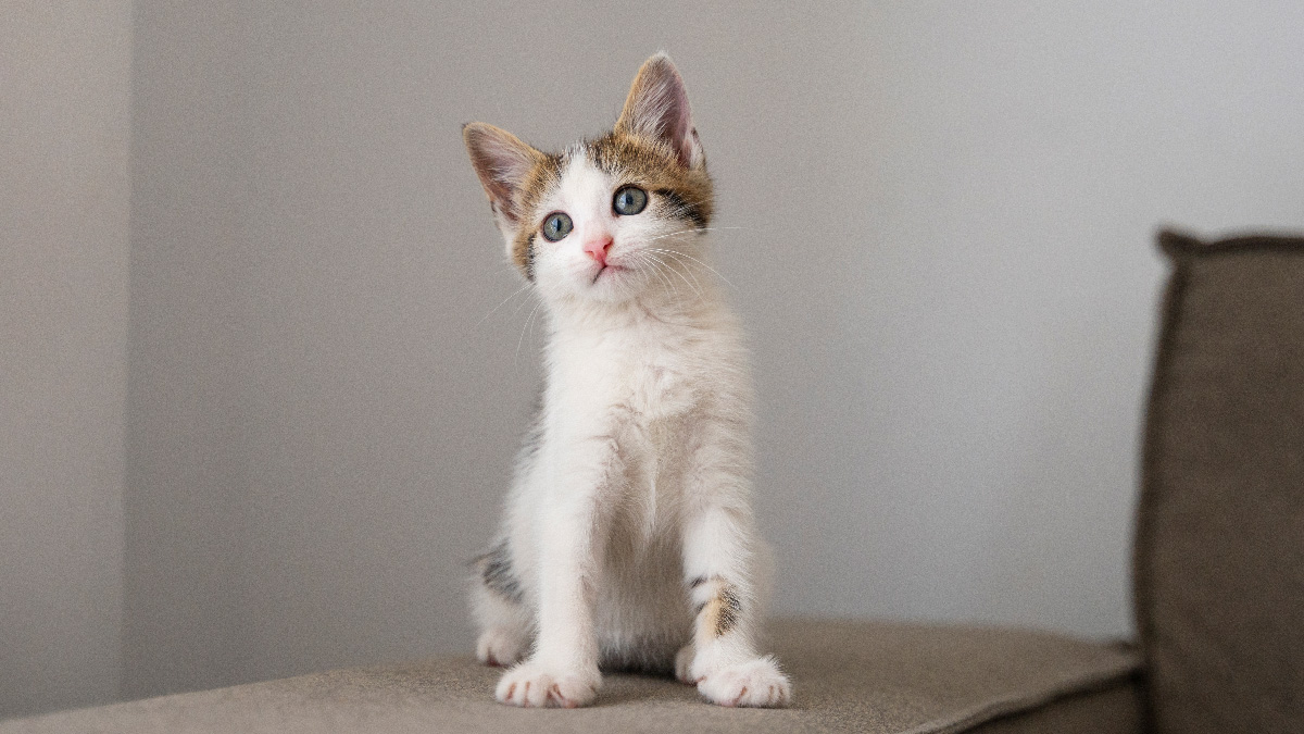 O que parece mágica é, na verdade, um fenômeno biológico fascinante chamado reflexo de endireitamento