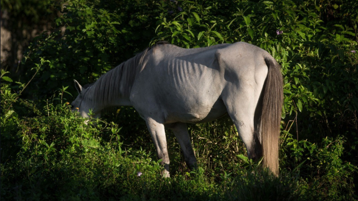 O atendimento contempla a retirada de cavalos, bois, vacas, porcos, cabras e bodes