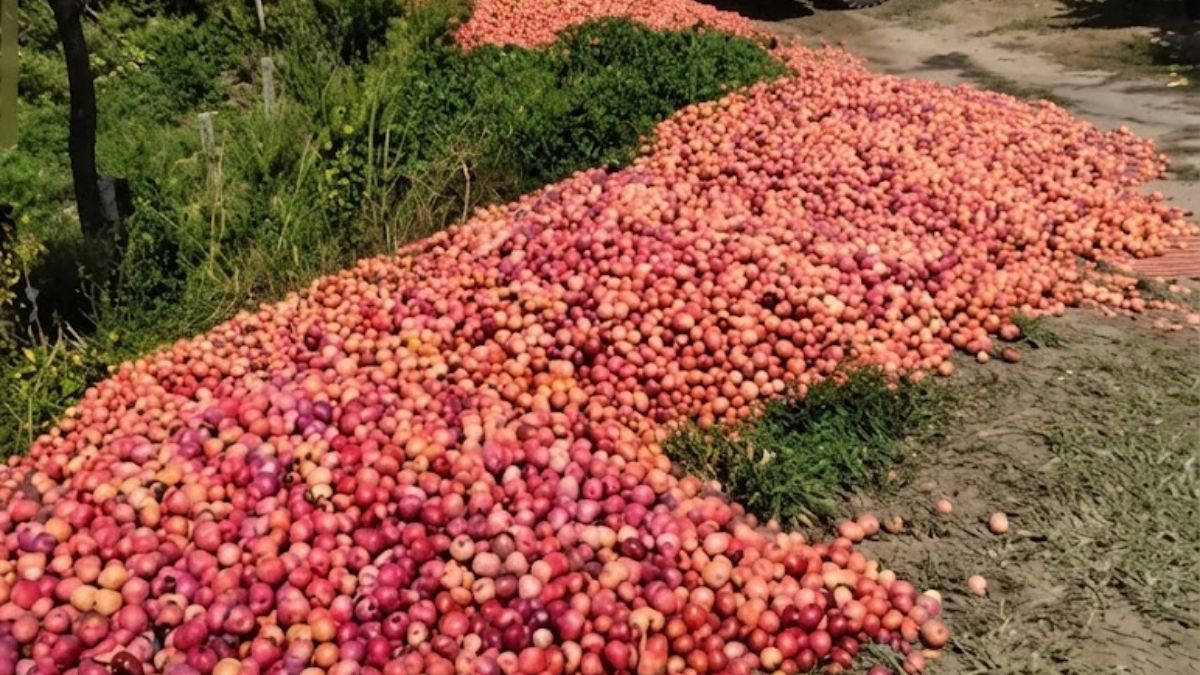 Um produtor rural de Urubici descartou cerca de 50 toneladas de ameixa