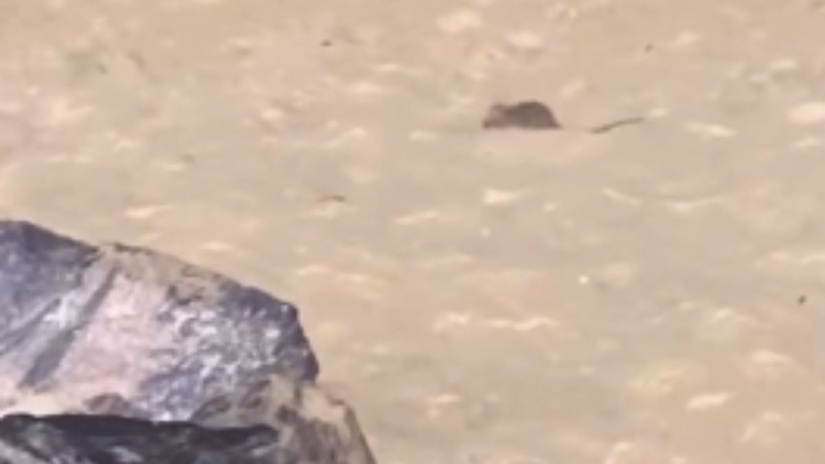 Moradores de Mongaguá denunciam a presença de ratos na faixa de areia