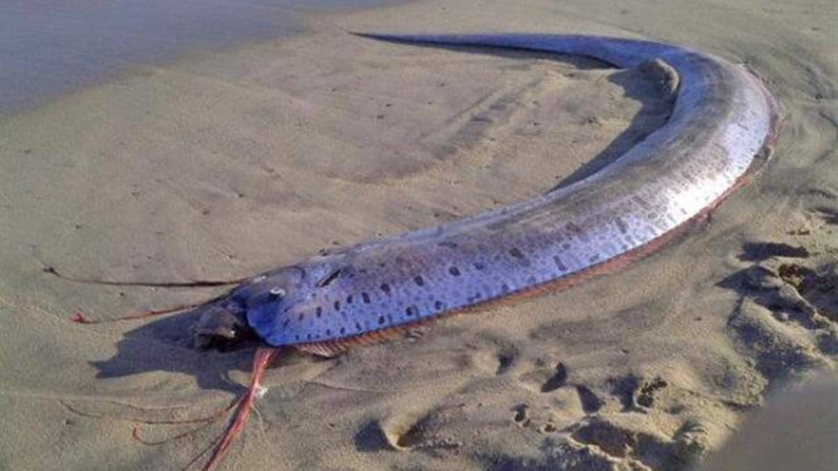 Apesar da lenda japonesa que o associa a terremotos e tsunamis, estudos científicos indicam que o chamado "peixe do juízo final" não prevê desastres naturais