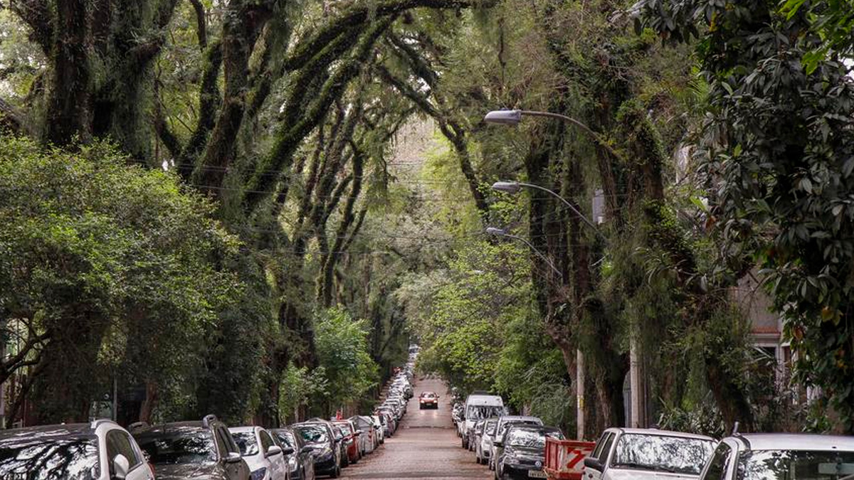 Essa combinação entre natureza exuberante e ambiente urbano transformou o lugar em um dos cartões-postais mais curiosos da cidade.