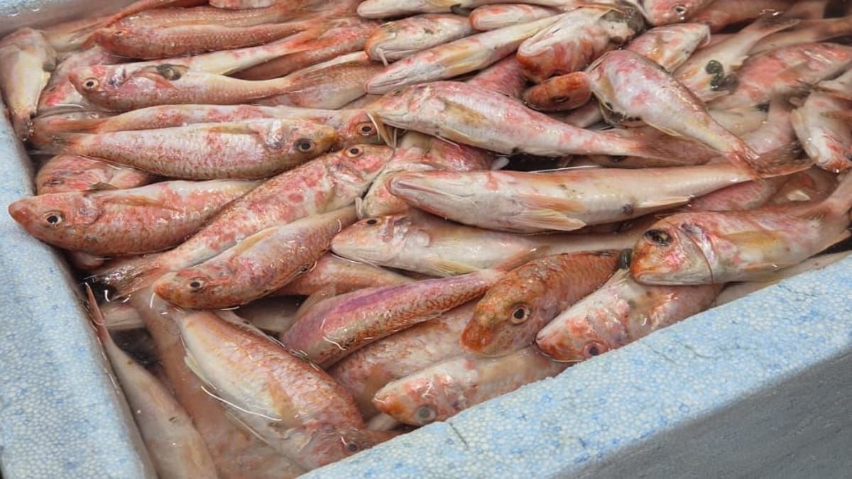 Esse peixe está fazendo um grande sucesso nas cozinhas brasileiras