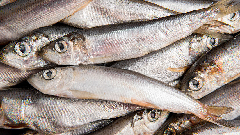 Entre os ingredientes mais emblemáticos da culinária local está a sardinha, peixe simples que se transformou em símbolo gastronômico da cidade
