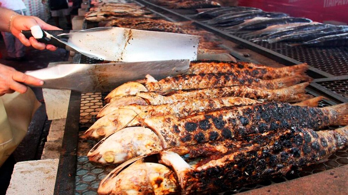 Considerada o peixe símbolo de Florianópolis, a tainha (Mugil liza) é protagonista de uma das tradições mais marcantes do litoral de Santa Catarina.