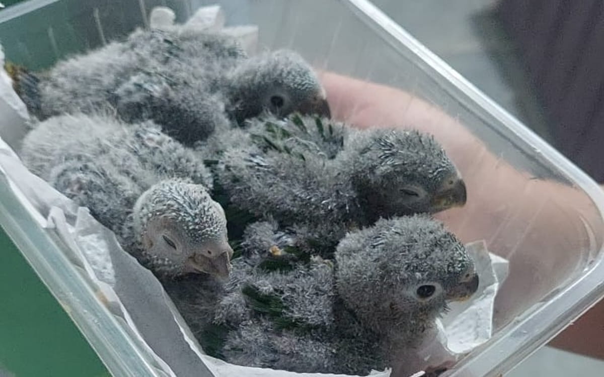 As tiribas-de-testa-vermelha foram resgatadas ainda filhotes pela equipe do Parque Estadual da Serra do Mar (PESM), no Núcleo Itariru