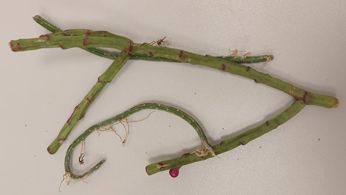 Durante a fiscalização, agentes encontraram nas bagagens exemplares de cactos, sementes, materiais minerais e conchas de moluscos nativos.
