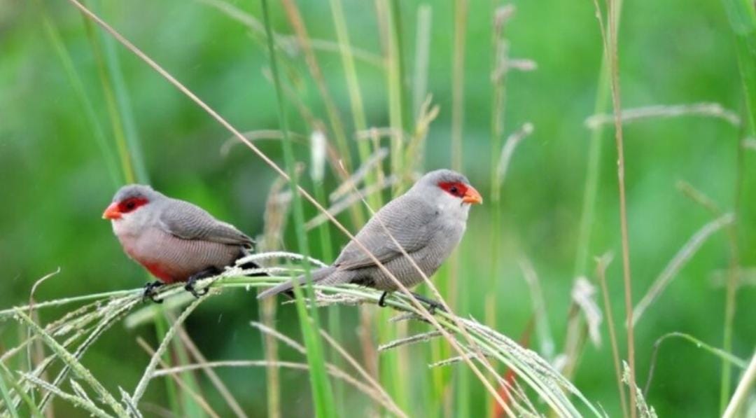 O segredo do sucesso do bico-de-lacre em solo brasileiro reside em sua alimentação