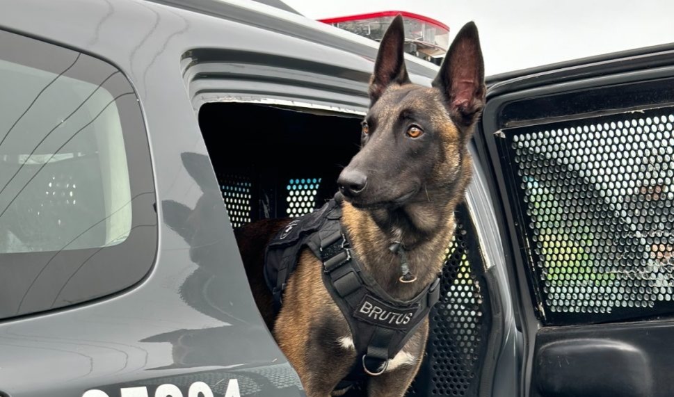 Atualmente, a corporação conta com um efetivo de cerca de 290 cães treinados