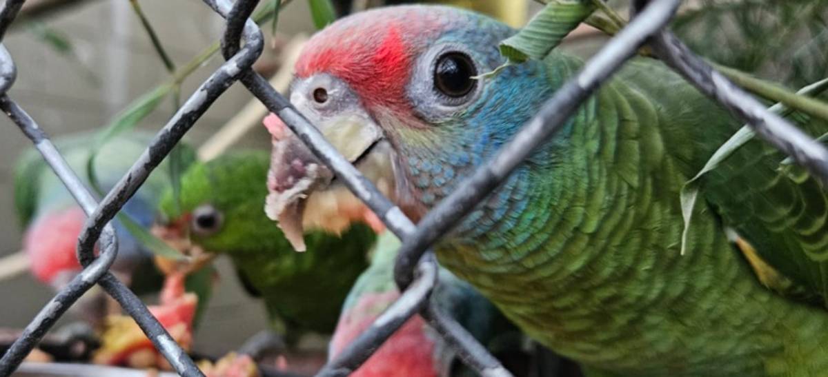 Os animais foram vítimas de uma tentativa de tráfico internacional de fauna silvestre registrada no final do ano passado