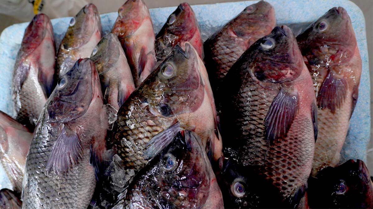 Pela primeira vez, as importações superaram as exportações brasileiras e já representam 6,5% da produção mensal.