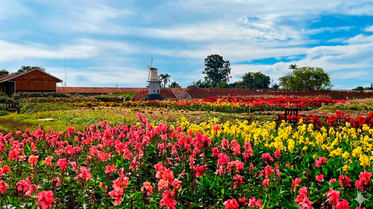 Fundada por imigrantes vindos da Países Baixos no pós-guerra, a cidade preserva até hoje tradições europeias que se misturam com a cultura brasileira.