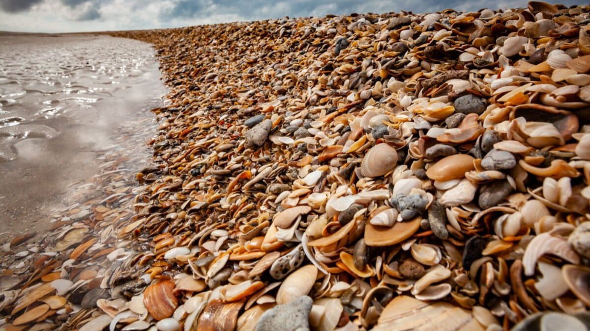 Unidade de conservação protege corredor migratório vital entre a Antártida e o Atlântico Sul