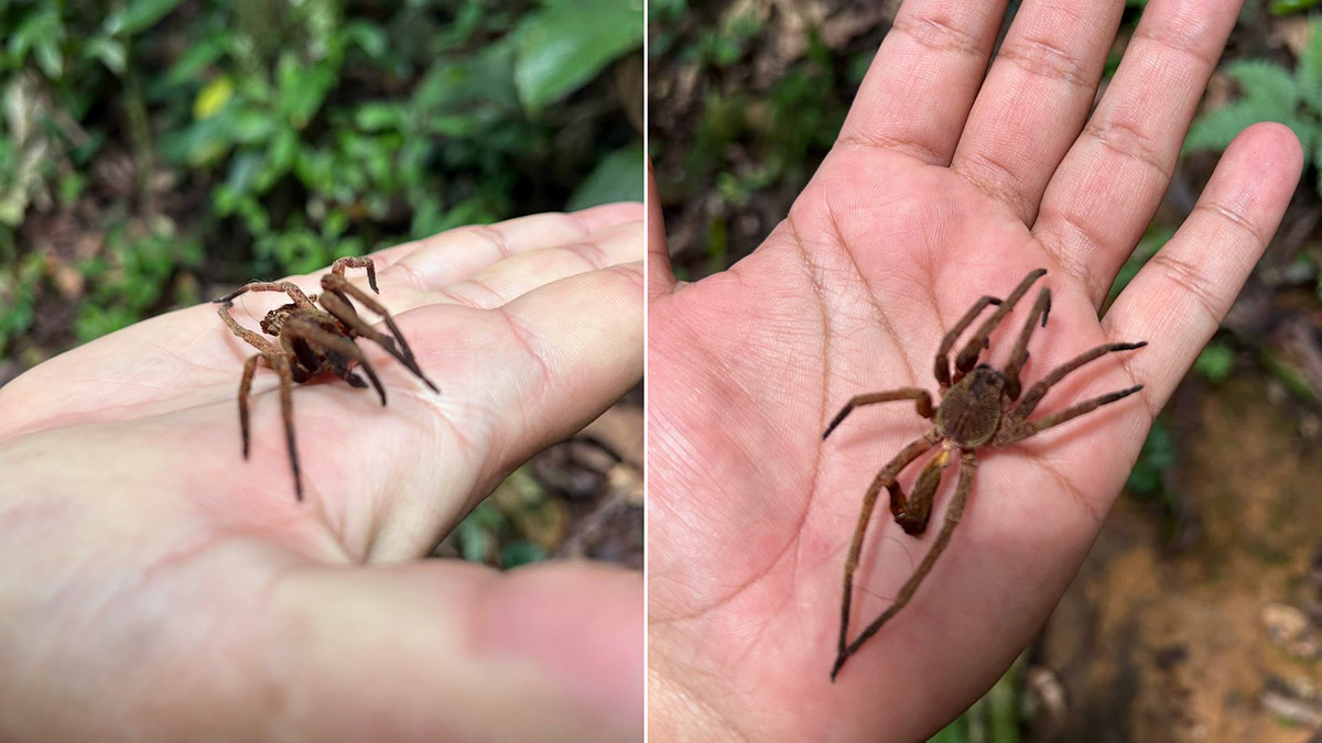 Alguns dos animais mais perigosos do Brasil vivem no litoral de SP