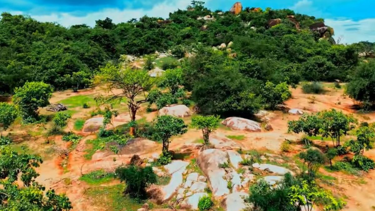 Enquanto campanhas de plantio falham, uma técnica ancestral mostra resultados que a ciência confirma