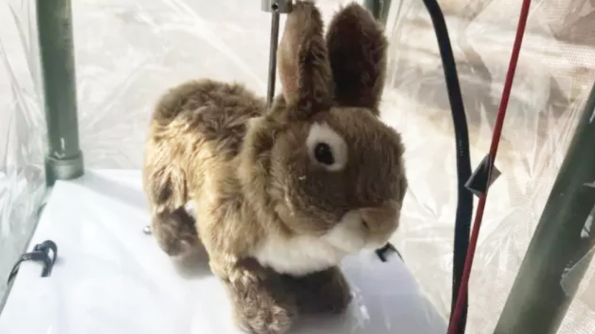 Os coelhos robóticos são projetados para enganar os sentidos apurados das pítons