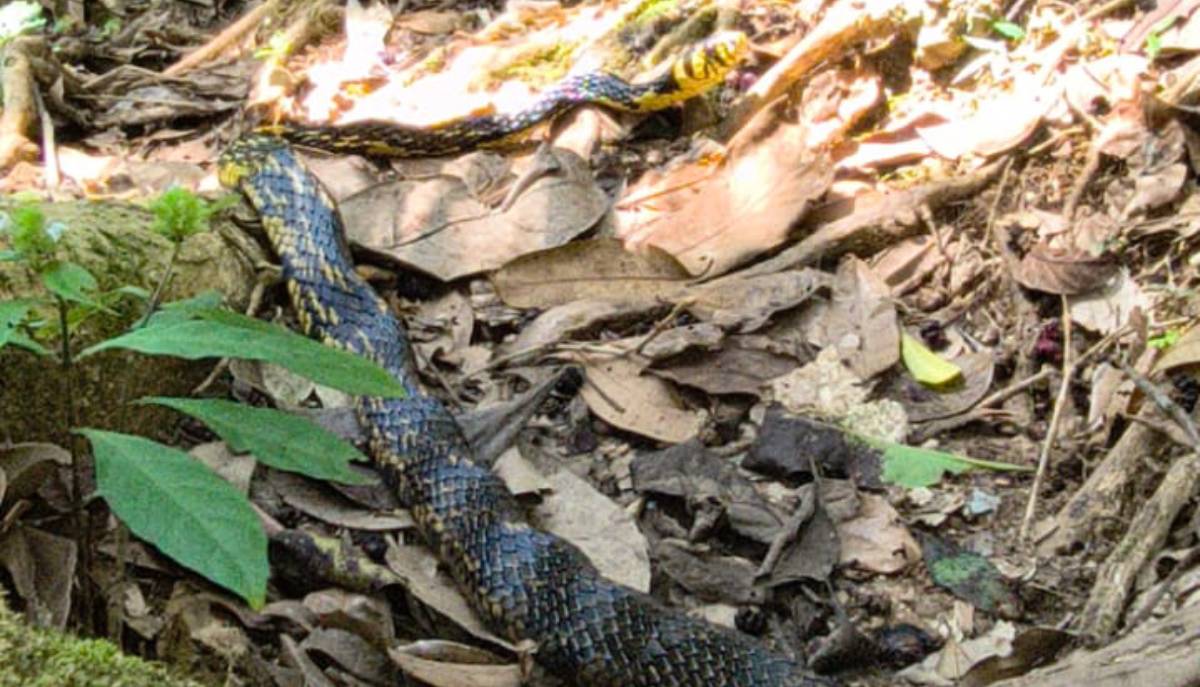 O registro foi feito pelo monitor ambiental Guilherme de Paula, que seguia pela trilha para iniciar seu plantão, quando se deparou com o animal no caminho