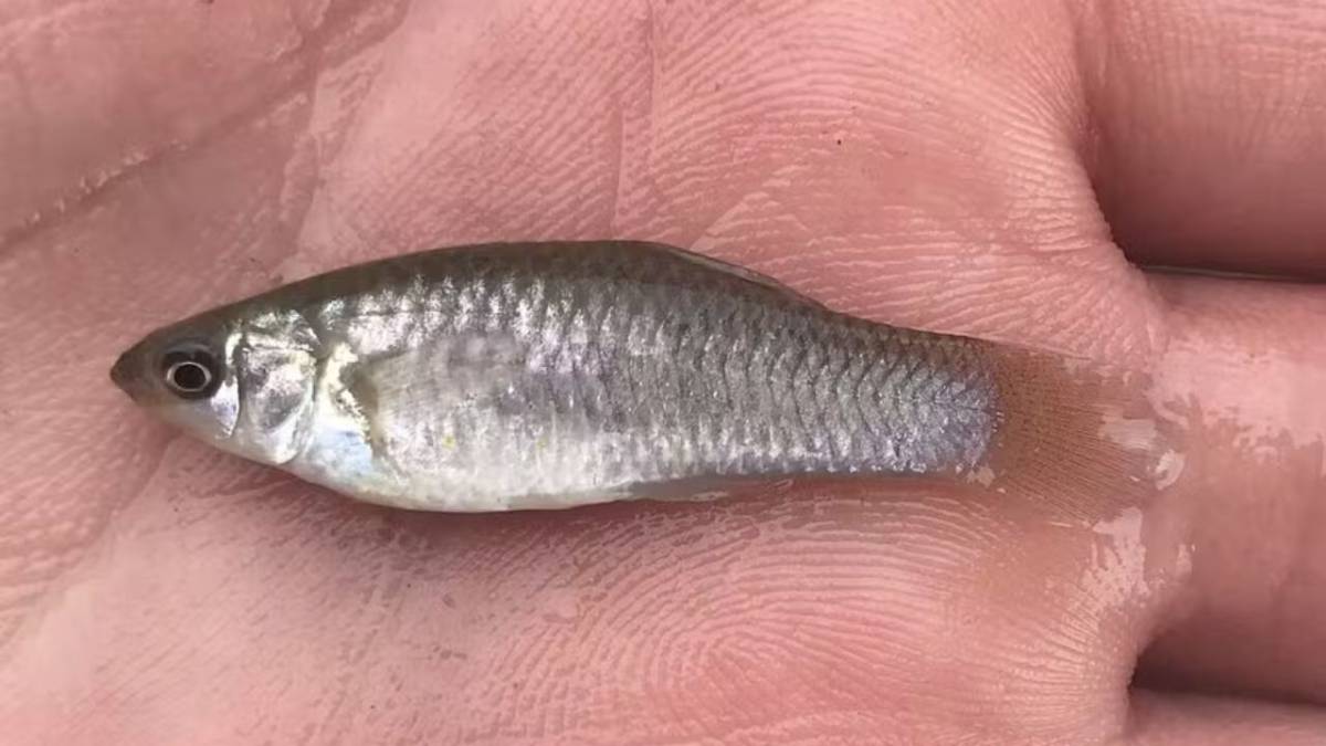 Espécia exterminou os machos