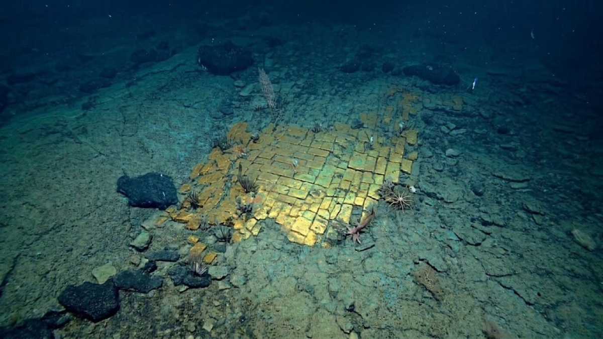 O time de pesquisa Nautilus encontrou essa cena inusitada enquanto exploravam o cume de Liliʻuokalani, no Monumento Nacional Marinho de Papahānaumokuākea