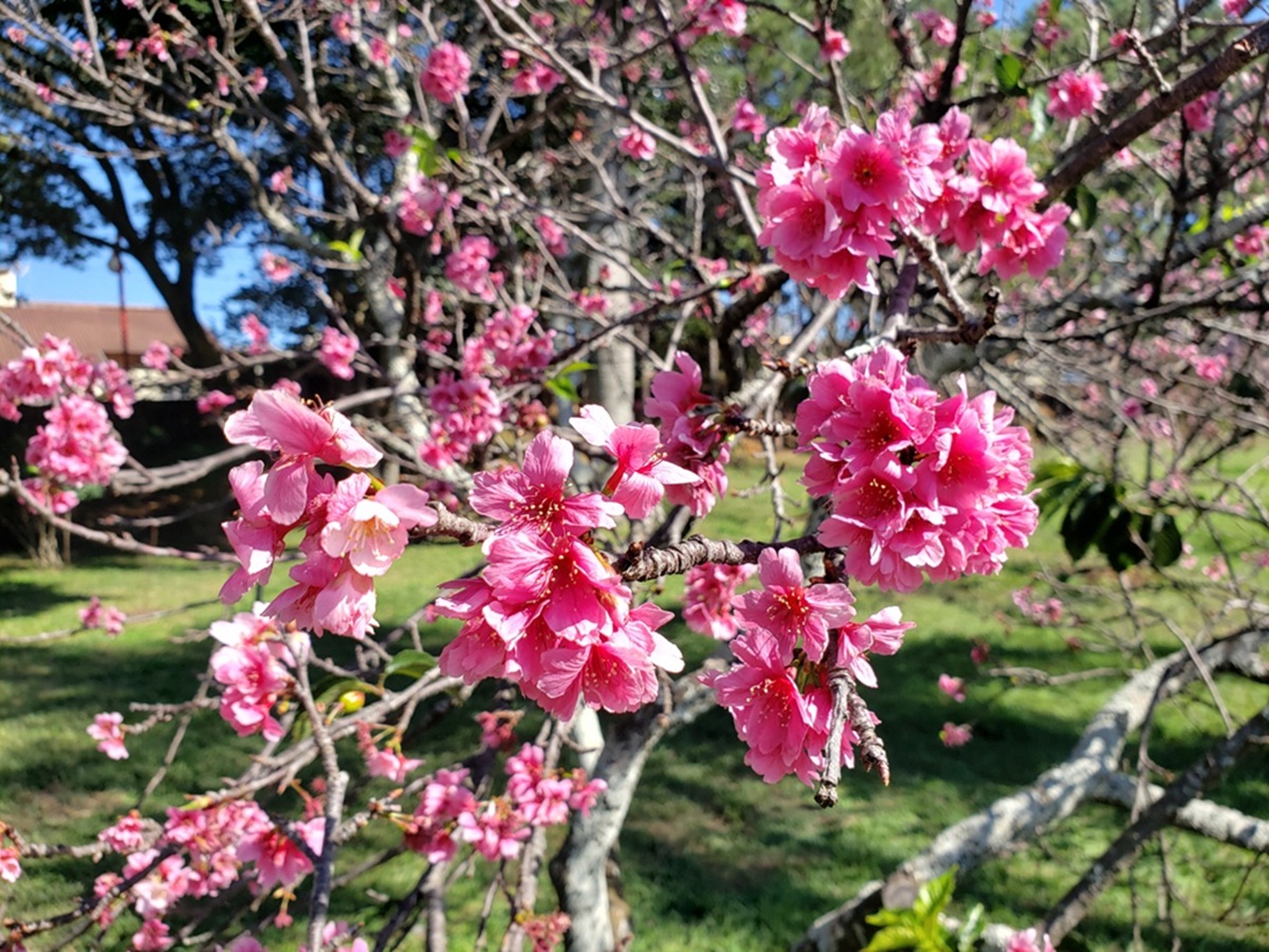 Tradicional Festival das Cerejeiras já tem data para acontecer em Garça