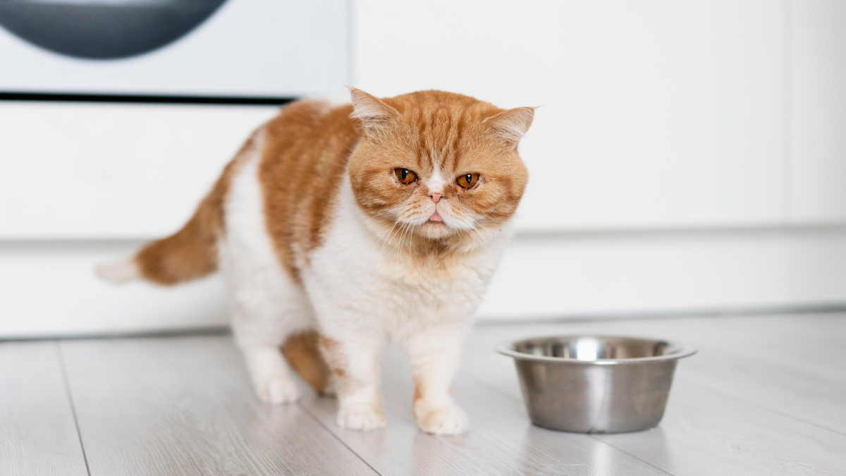 A pesquisa ajuda a explicar por que os felinos preferem fazer refeições pequenas