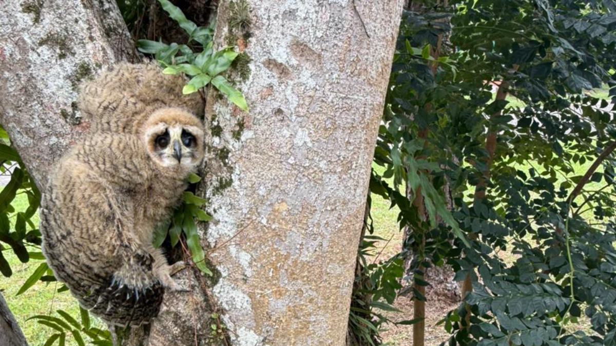 De acordo com a equipe que atendeu a ocorrência, as corujas apresentavam sinais de susto