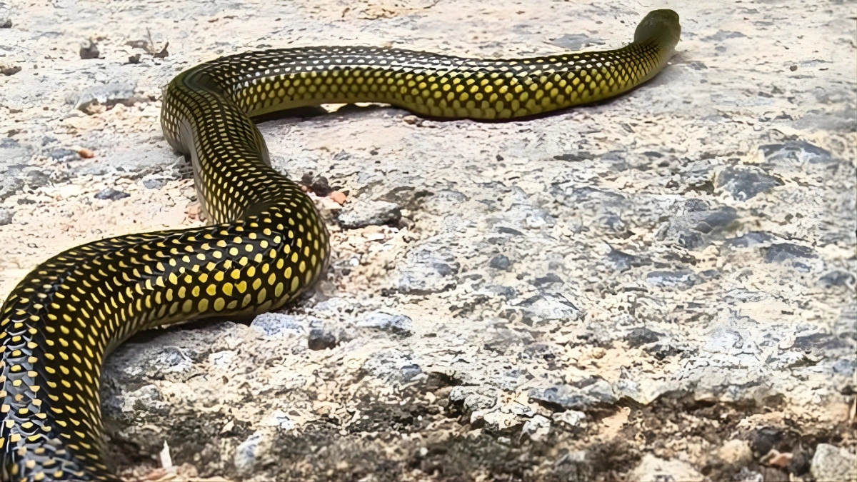 A espécie do animal é a cobra-d'água, também conhecida como cobra-lisa