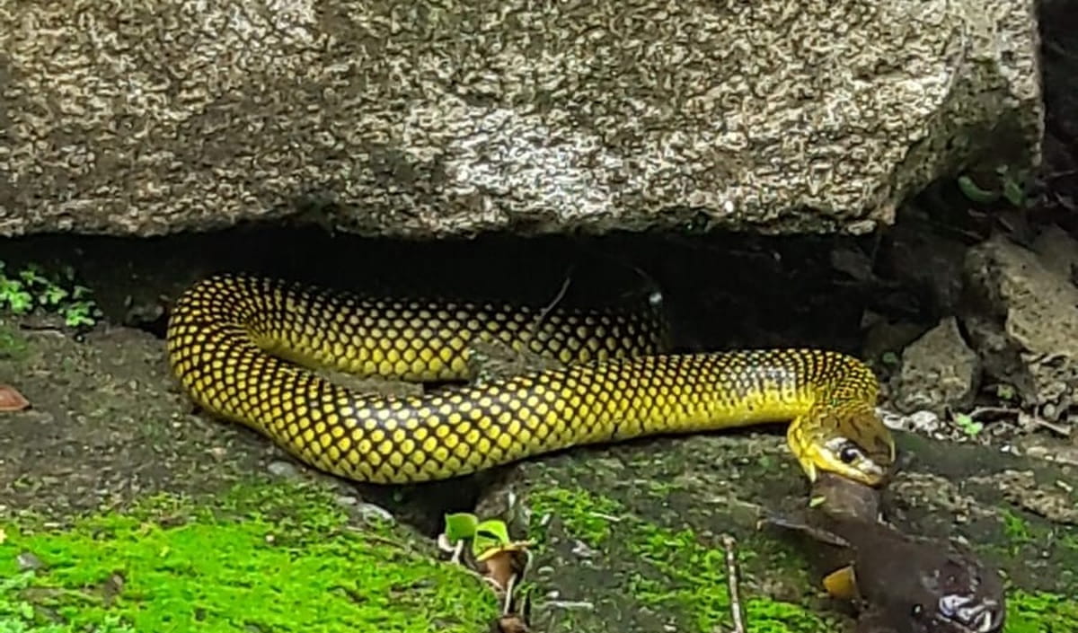 A cobra que aparece nas imagens é uma cobra-d'água, também conhecida como cobra-lisa