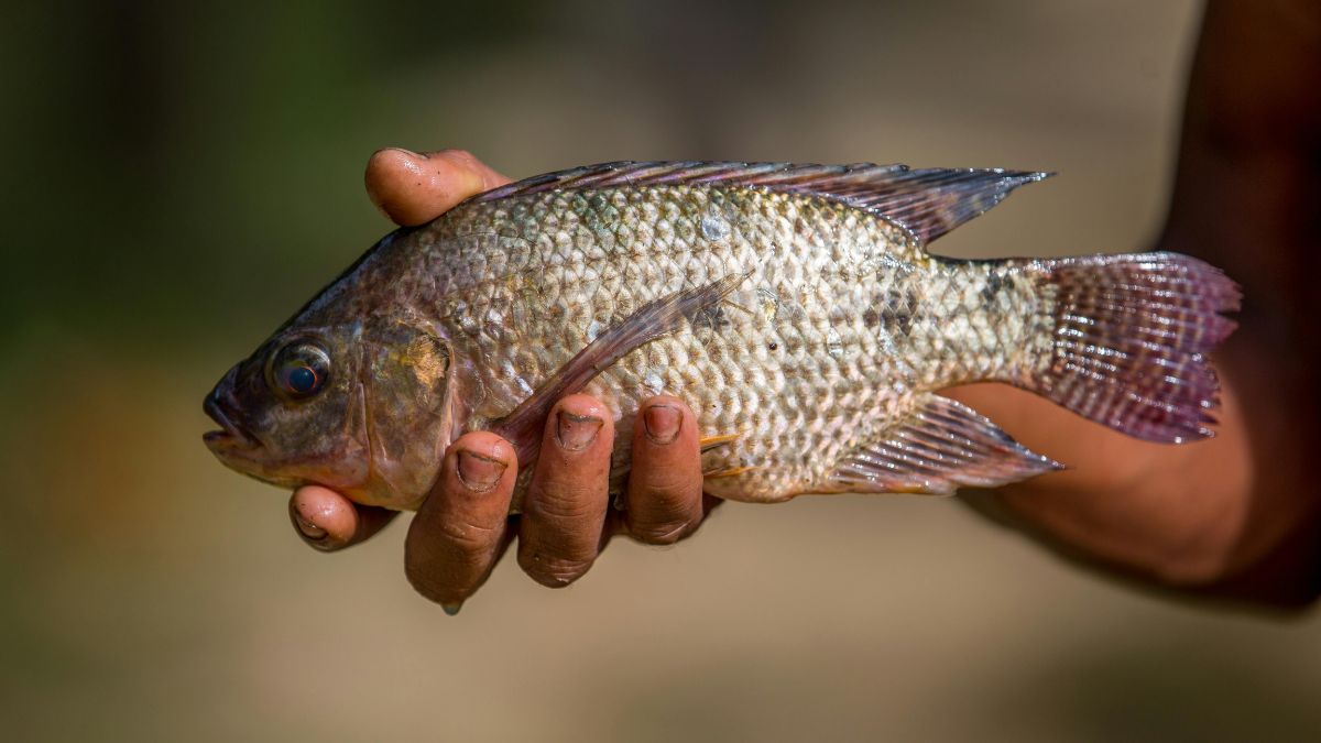 Com preços mais competitivos e carga tributária menor, o filé vietnamita avança no mercado brasileiro e ameaça uma cadeia produtiva que cresceu 28% em Minas Gerais no último ano