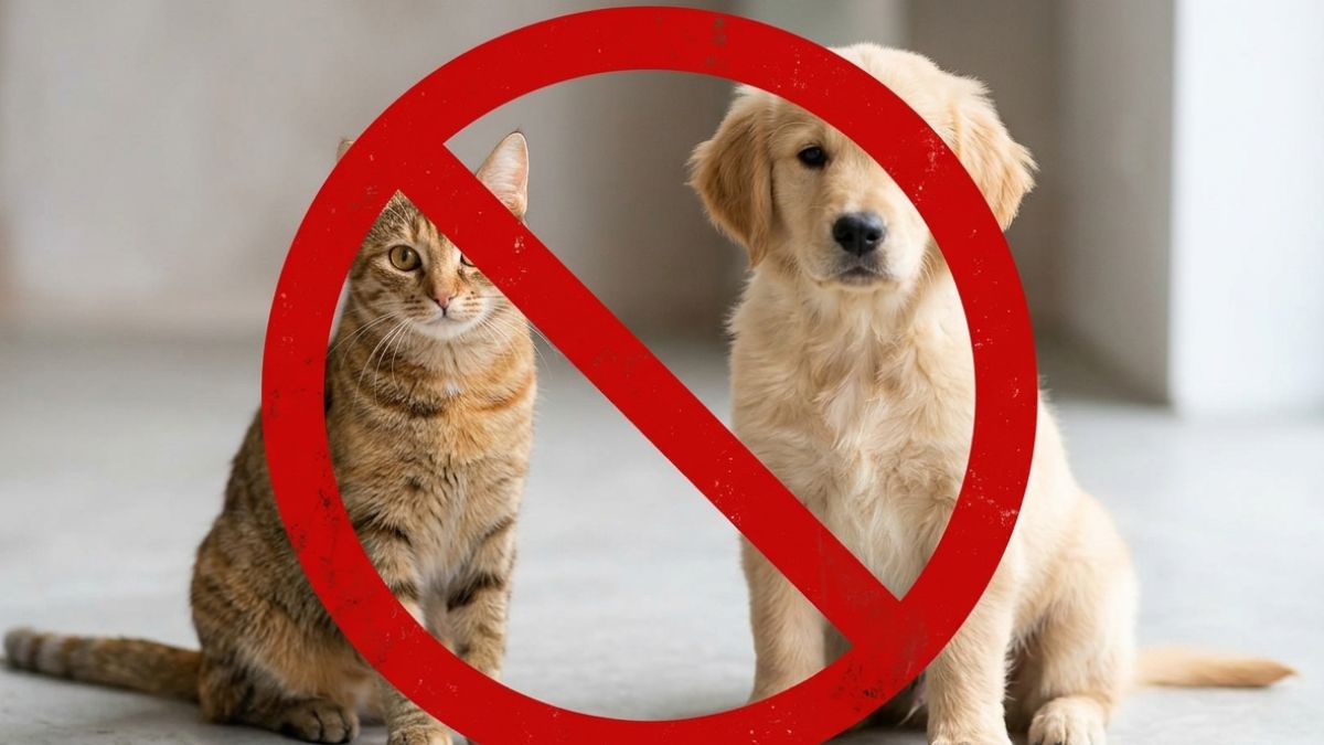 Popularidade de animais alternativos entre jovens acende alerta sobre necessidades específicas de manejo, alimentação e legislação