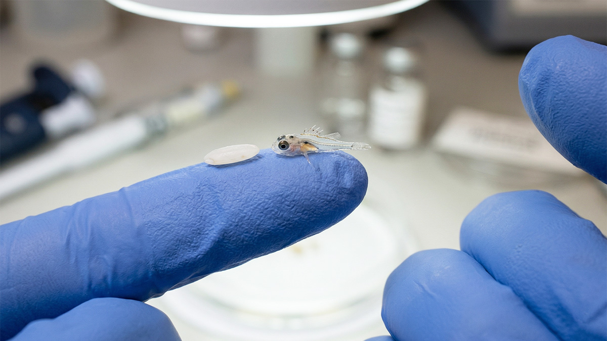 Descoberta da larva do peixe-leão desperta alertas sobre impactos ecológicos e econômicos