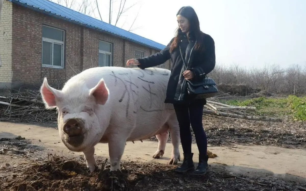 Big Bill pertencia à raça Poland China, conhecida por seu grande porte e musculatura robusta