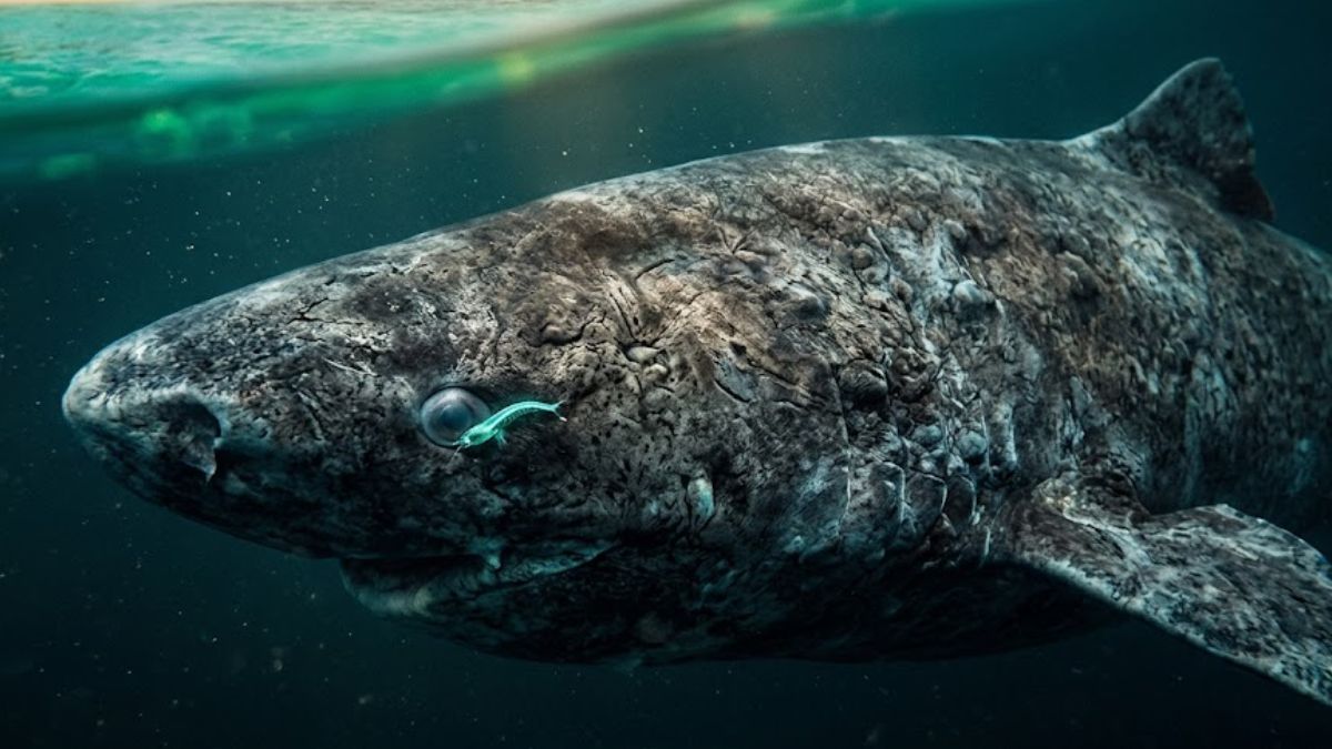 Tubarão-da-groenlândia pode viver entre 270 e 500 anos por conta do seu estilo de vida 'preguiçoso'
