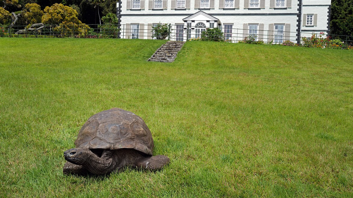 Jonathan na frente da Plantation House em Santa Helena, onde vive