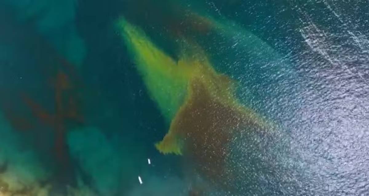 Questão surgiu nesta semana no litoral brasileiro