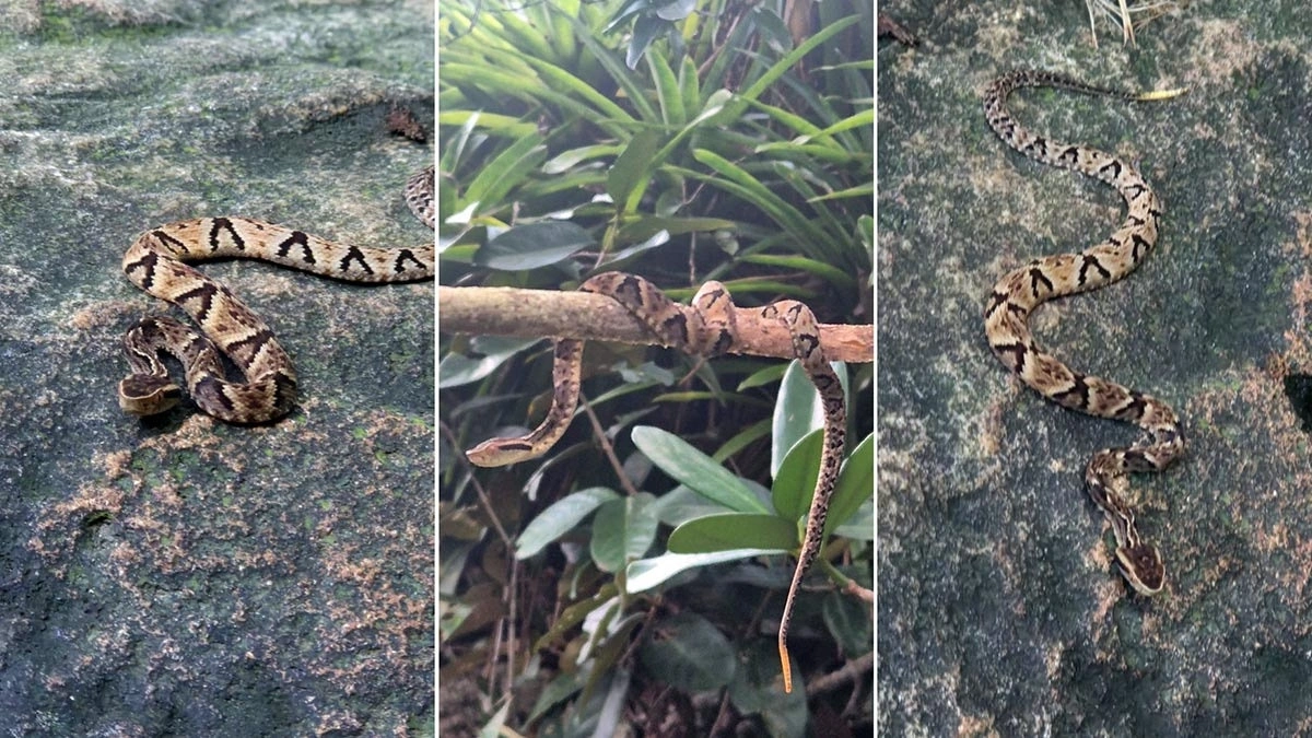 Registro da jararaca foi feito no último final de semana, em Peruíbe