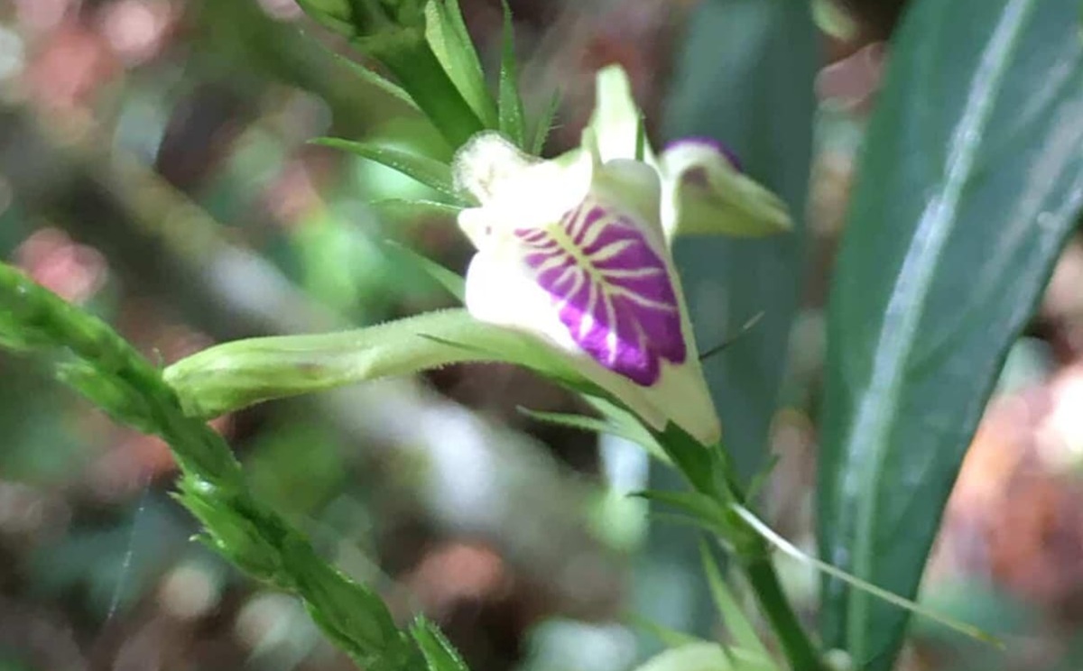 Espécie Justicia dasyclados voltou a ser encontrada em área de Mata Atlântica, em Petrópolis