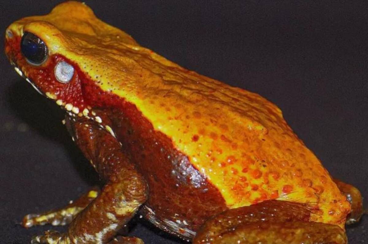 A hipótese dos cientistas é que a BASP1 desempenhe um papel na contração e na regeneração da glândula da pele